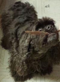 HDP Duck Jerky Strips Size:4 Pound