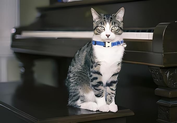 Blue Puppy Collar with Bell, Reflective Nylon XS Cat Collars Soft Adjustable Buckle for XSmall Small Puppy Female Tiny Pets Dogs Boy Girl Kitten Yorkie X-Small