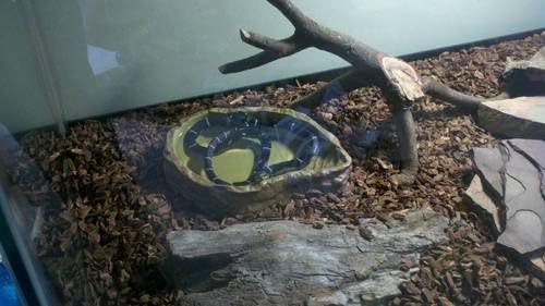 Exo Terra Water Dish, Water Bowl for Reptiles, Large, PT2803