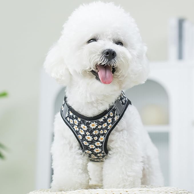 Small Dog Harness and Leash Set, Step in Dog Harness No Pull for Walking Running Training, Puppy Essentials for Dogs Cat Bunny, Adjustable Reflective Dog Vest Harness. (Black, M)