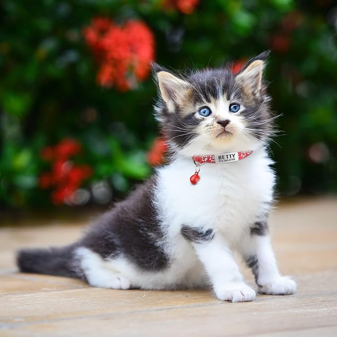 TagME 2 Pack Cat Collar with Name Tag, Personalized Reflective Cat Collar Breakaway with Bell for Boy & Girl Kitten, Red
