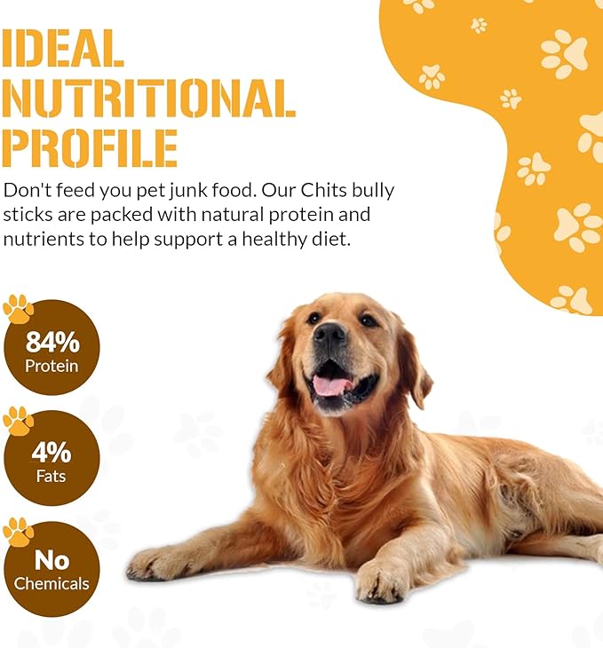 Dog Chits Bully Sticks for Dogs and Puppies | 12-inch, 6 Pack | Natural Healthy Long Lasting Chew for Large and Small Dogs Protein Treats | Odor Free