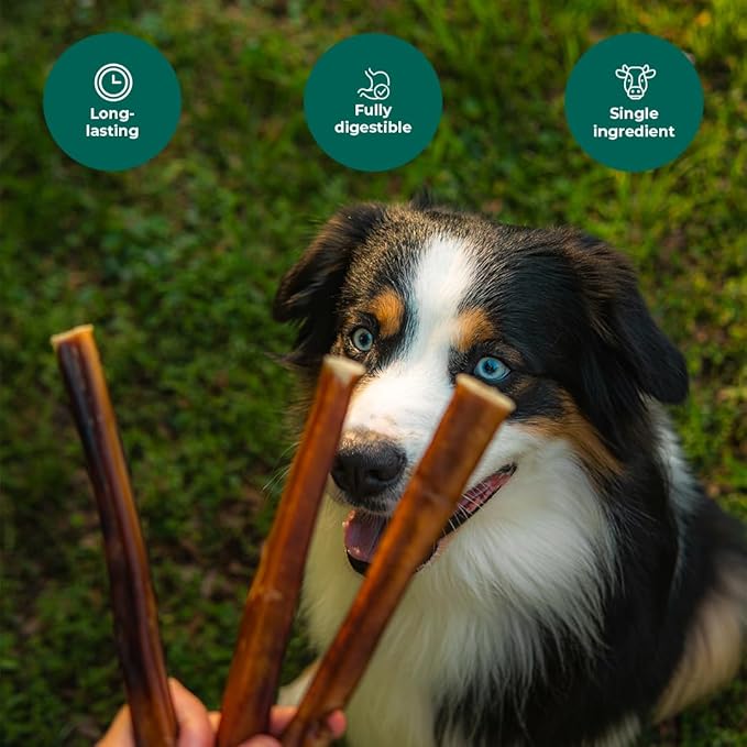 6-7" (1 lb - 454g) Bully Sticks for Dogs - Natural Single Ingredient Dog Treats for Small/Medium/Large Dogs - Long-Lasting Dog Chews - Promotes Dental Health - Premium Bully Sticks