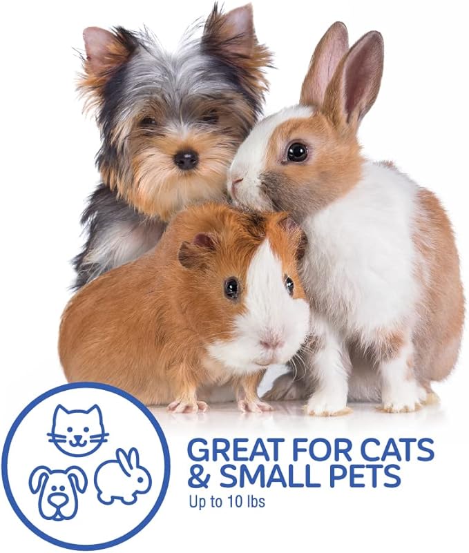 Petmate Top Load Cat Kennel Dog Crates for Small Dogs & Cat Carriers, One-Door Plastic Pet Kennel, Top Loading, Made in USA, 19", Purple