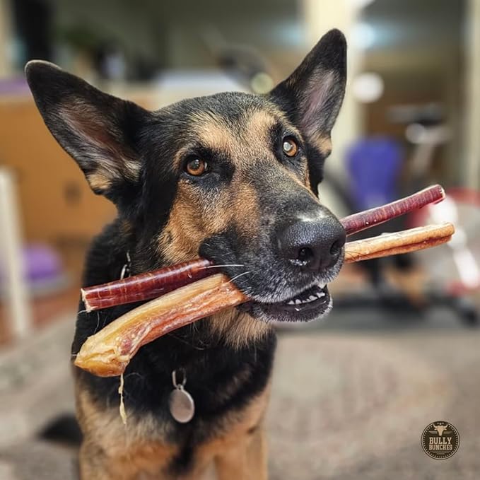 Bully Bunches Premium 12 Inch Jumbo Odor-Free Bully Sticks for Medium & Large Dogs - Long Lasting Chews for Oral Care - All Natural & Single Ingredient, 100% Beef Dog Treat, Rawhide Free (10 Pk)