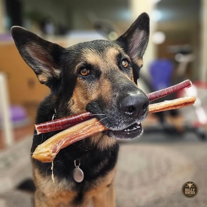 Bully Bunches All Natural Jumbo 12 Inch Bully Sticks – Odour Free, Rawhide Free, Chemical Free – Safe, Long Lasting Thick Beef Dog Chew Gnaws – Fully Digestible Treat for Medium and Large Dogs, 5 Pk