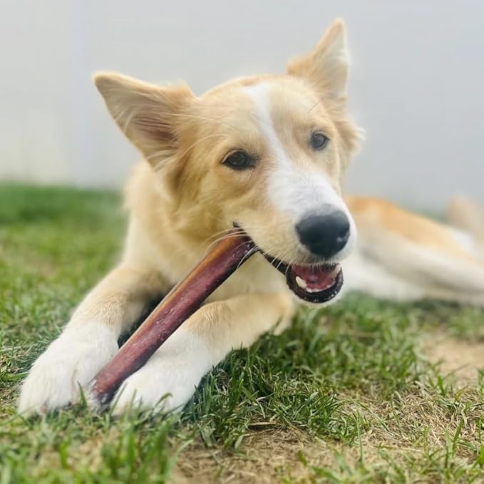 Bully Bunches All Natural Jumbo 12 Inch Bully Sticks – Odour Free, Rawhide Free, Chemical Free – Safe, Long Lasting Thick Beef Dog Chew Gnaws – Fully Digestible Treat for Medium and Large Dogs, 5 Pk