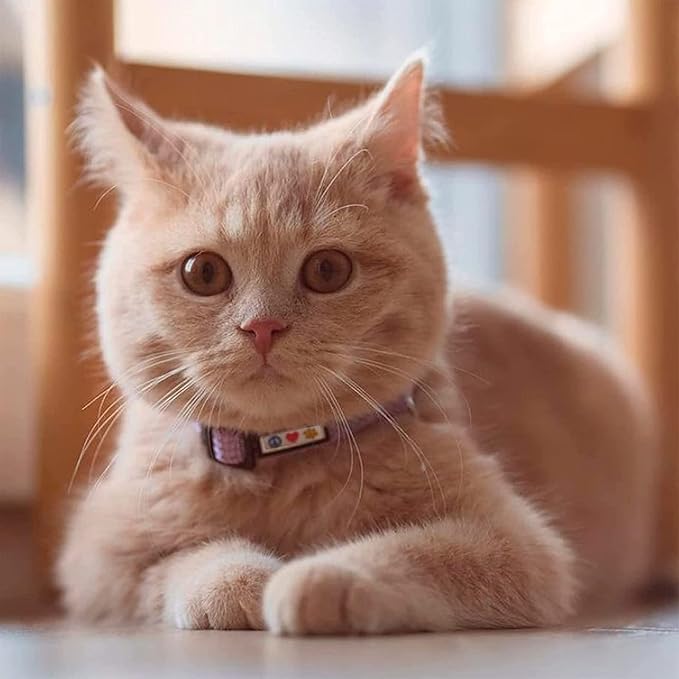 Pawtitas Reflective Cat Collar with Safety Buckle and Removable Bell Cat Collar Kitten Collar Orange Cat Collar One Size