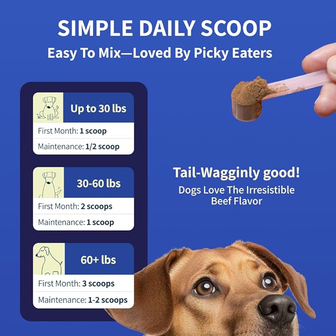 Zoomy Dog Joint Supplements with Glucosamine Chondroitin MSM - Mushroom Powered Hip Joint Support for Large Senior Dogs - Beef Flavored Natural Pain Relief Powder