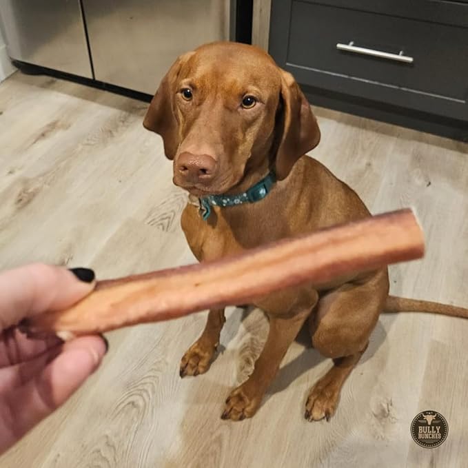 Bully Bunches Premium 6 Inch Jumbo Odor-Free Bully Sticks for Medium & Large Dogs - Long Lasting Chews for Oral Care - All Natural & Single Ingredient, 100% Beef Dog Treat, Rawhide Free (12 Pk)