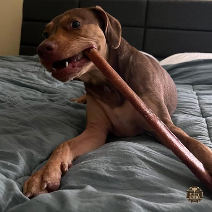 Bully Bunches Premium 12 Inch Thick Odor-Free Bully Sticks for Medium & Large Dogs - Long Lasting Chews for Oral Care - All Natural & Single Ingredient, 100% Beef Dog Treat, Rawhide Free (5 Pk)