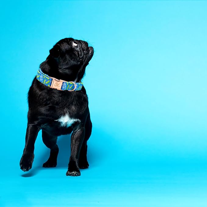 Elegant little tail Dog Collar, Blue Bear Pattern Pet Collar Durable Cute Dog Collars Male or Female Pet Gift Adjustable Dog Collar for Medium Dogs