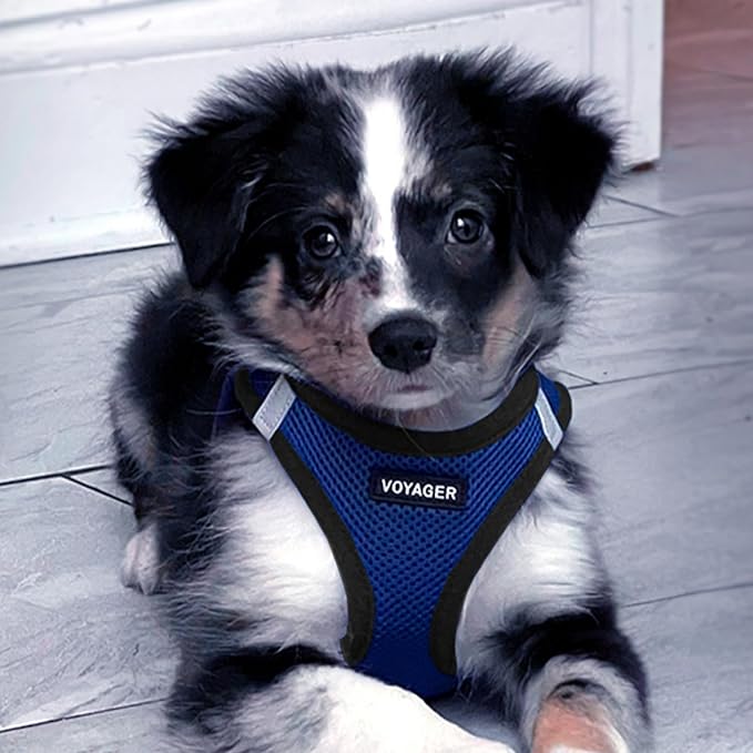 Best Pet Supplies - All Weather Mesh, Reflective, No Pull Harness for Small, Medium Dogs, Cats - Secure with Hook & Loop Fastener, Buckle, Double D-Rings - Royal Blue/Black Trim, XXS