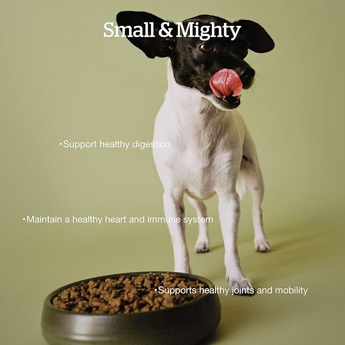 Now Fresh Grain-Free Small Breed Senior Dry Dog Food with Turkey, Salmon & Duck, Premium Kibble Made with Real Meat & Fish, Chicken-Free, Added Glucosamine & Chondroitin for Healthy Joints, 6 lb Bag