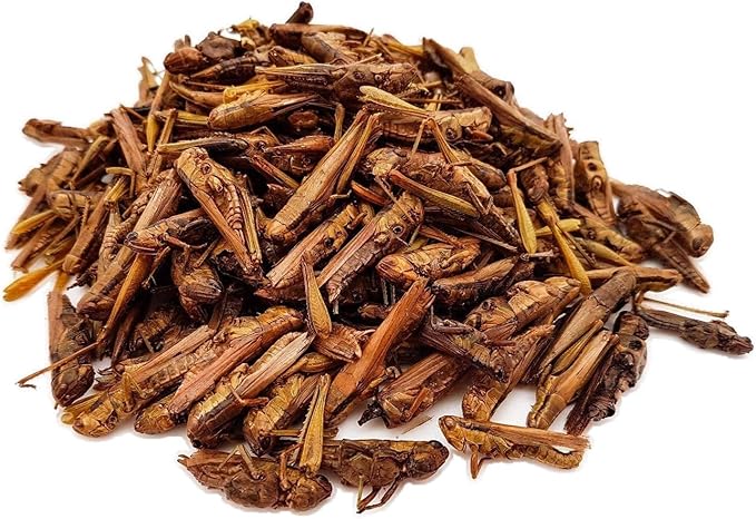 Groovy Grasshoppers - All Natural Healthy High Protein Insect Treat - Chickens, Birds, Hedgehogs, Bluebirds, Reptiles, Sugar Gliders, Opossums, Skunks, Lizards, Fish, Turtles, Amphibians (1.4 oz)
