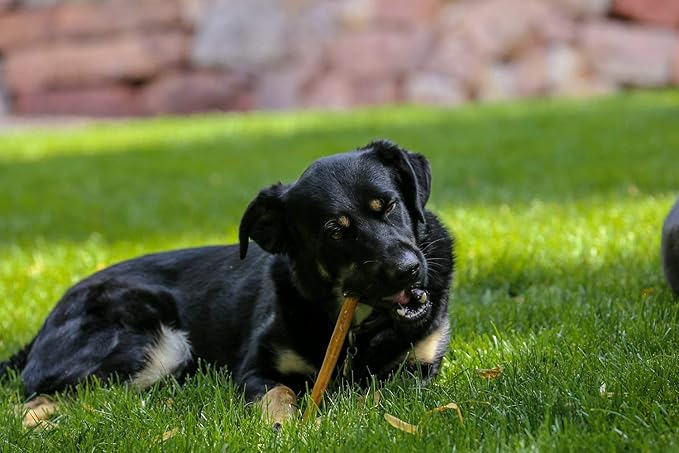 Top Dog Chews 12” Premium Bully Sticks – All-Natural, Long-Lasting Dog Chews, Odor-Free, High-Protein, 25 Pack