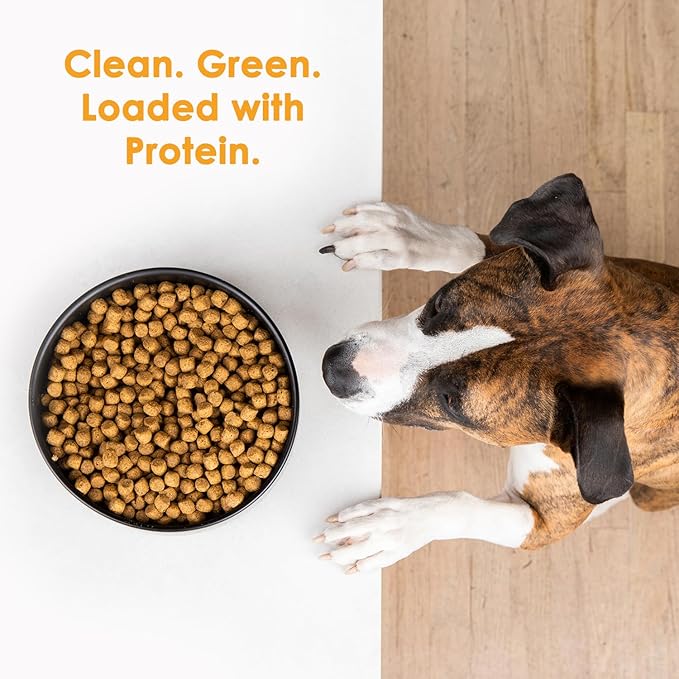 Wild Earth Vegan Dry Dog Food | Plant-Based Maintenance Formula | Vegetarian, Allergy Relief, Veterinarian-Developed for Complete Nutrition | Golden Rotisserie Flavor, 4 Pound Bag