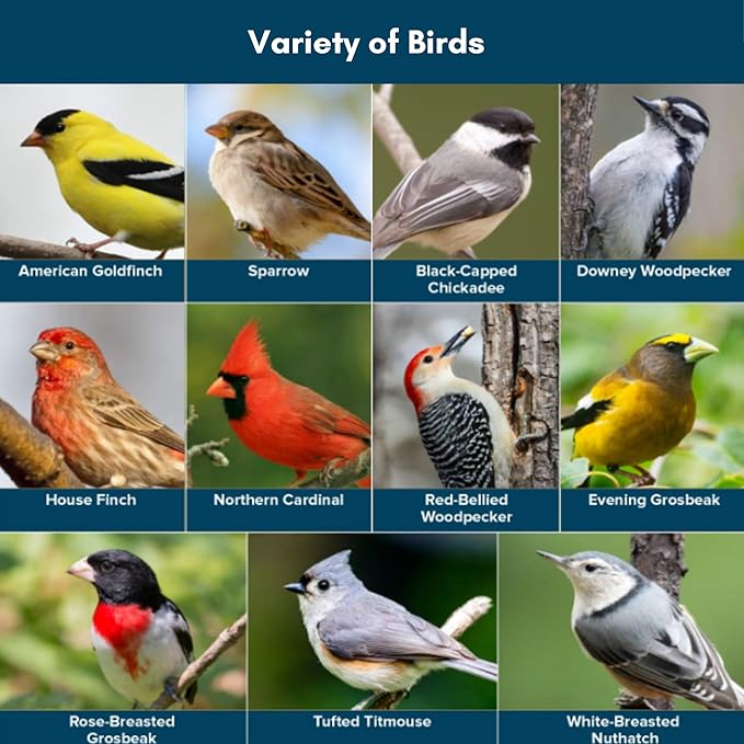Blue Seal Neat Feast Wild Bird Seed | Attracts Wide Variety of Wild Outside Birds | Seed for Outside Feeder | Convenient Shell-Free Mix | Made in USA | 8 Pound Bag