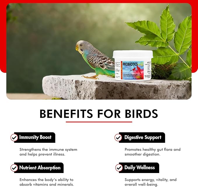 Morning Bird Probiotics for Birds 6 oz– Digestive Health Supplement with Supports Gut Balance, Nutrient Absorption & Immune Support – Easy Mix Powder Supplement for All Bird Species