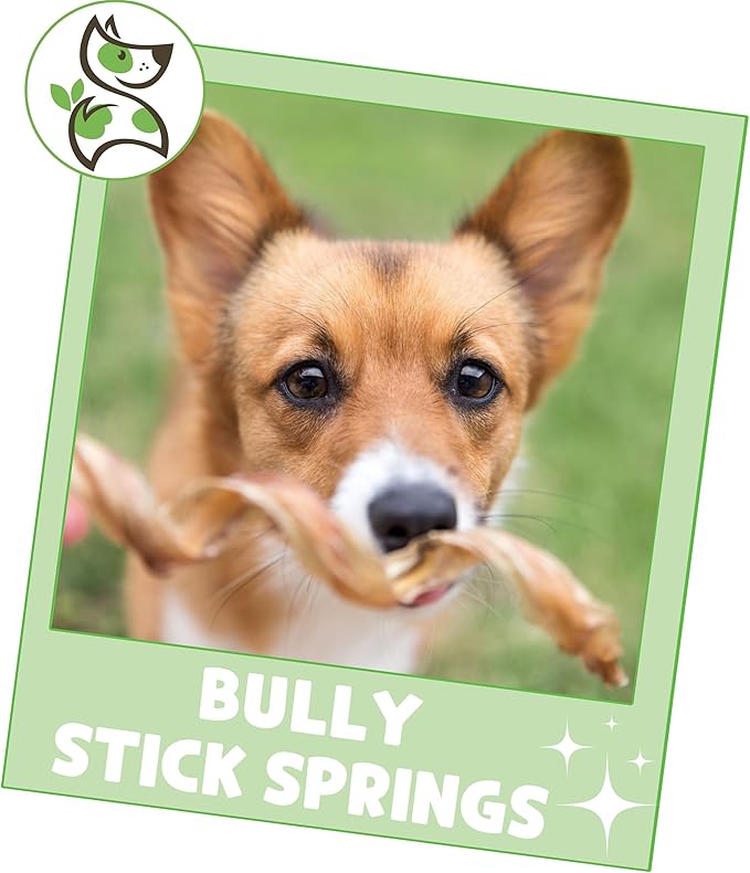Nature Gnaws Bully Stick Springs for Dogs 7-8" (12 Count) - Long Lasting for Aggressive Chewers - Natural Curly Beef Dog Chew Bones - Rawhide Free