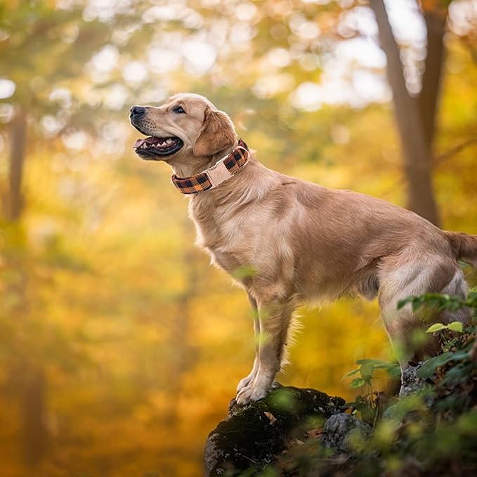 Elegant little tail Fall Dog Collar, Autumn Pet Collar Durable Yellow Plaid Dog Collars Male or Female Holiday Pet Gift Adjustable Dog Collar for X-Large Dogs