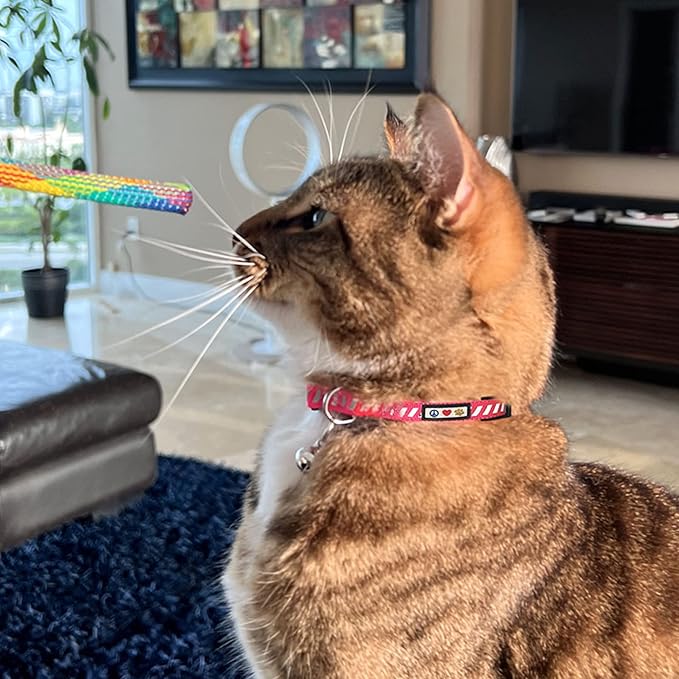 Pawtitas Personalized Cat Collar With Breakaway Safety Release Buckle Adjustable Length