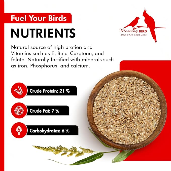 Morning Bird Canary Seed – Nutritional Rich in Vitamins and Supplements for Birds – Ideal for Healthy Feathers and Strong Bones Seed for All Birds Type 1.5 lbs