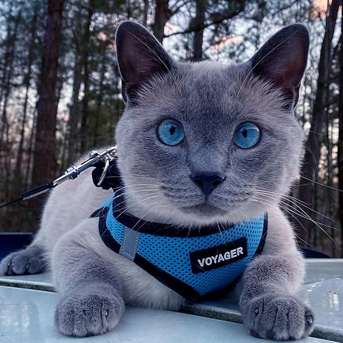 Best Pet Supplies - All Weather Mesh, Reflective, No Pull Harness for Small, Medium Dogs, Cats - Secure with Hook & Loop Fastener, Buckle, Double D-Rings - Baby Blue/Black Trim, XXS
