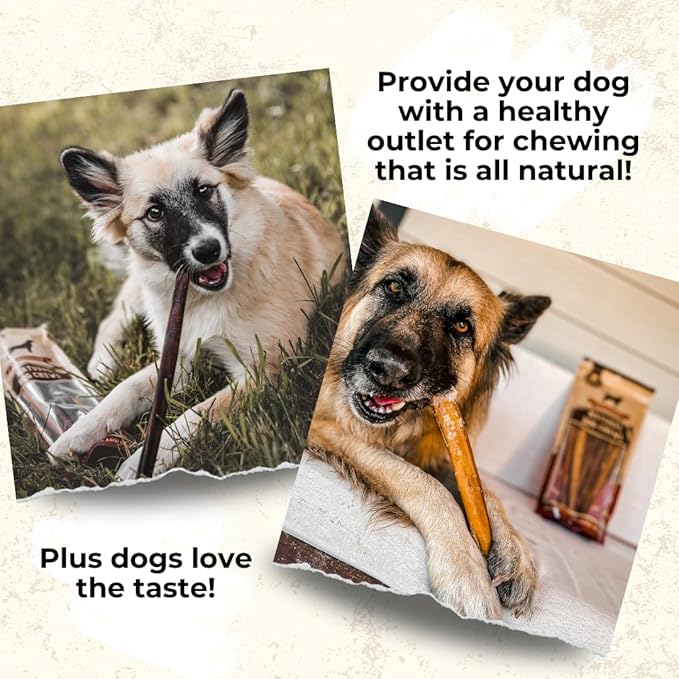Bully Bunches Premium 6 Inch Thick Odor-Free Bully Sticks for Small & Medium Dogs - Long Lasting Chews for Oral Care- All Natural & Single Ingredient, 100% Beef Dog Treat, Rawhide Free (10 Pk)
