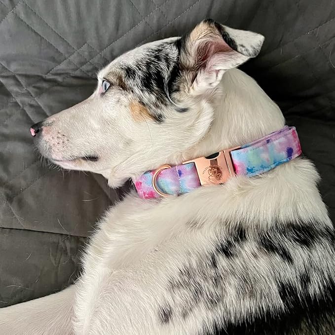 Elegant little tail Dog Collar, Colorful Pattern Pet Collar Durable Cute Dog Collars Fashion Male Female Pet Gift Adjustable Dog Collar for Medium Dogs