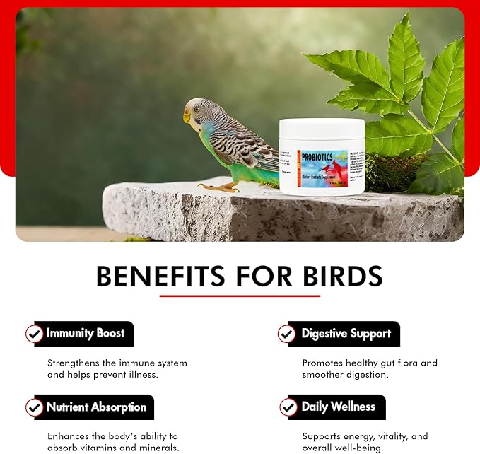 Morning Bird Probiotics for Birds 1 oz– Digestive Health Supplement with Supports Gut Balance, Nutrient Absorption & Immune Support – Easy Mix Powder Supplement for All Bird Species