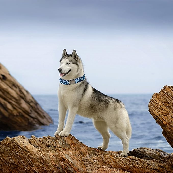 Elegant little tail Dog Collar, Blue Shark Pattern Pet Collar Durable Cute Dog Collars Male or Female Pet Gift Adjustable Dog Collar for X-Large Dogs