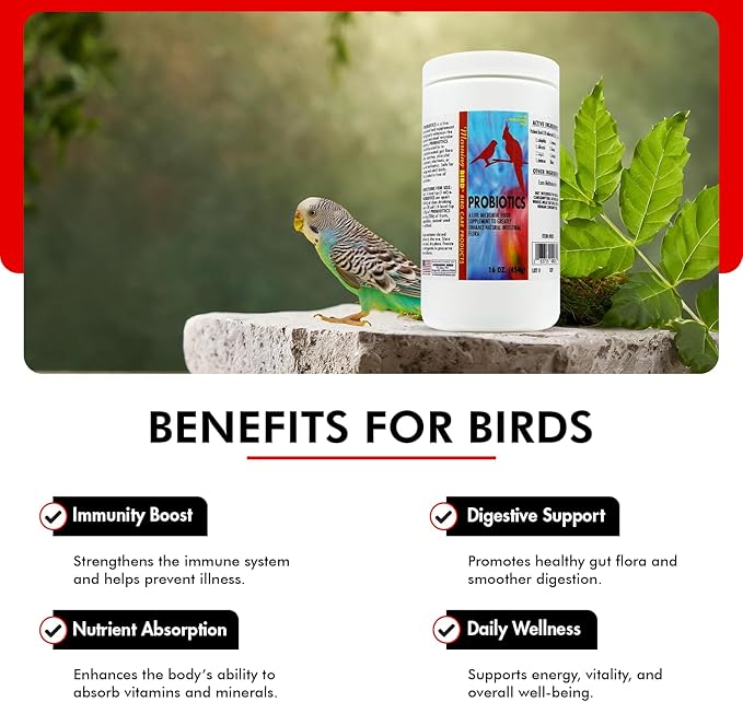 Morning Bird Probiotics for Birds 16 oz– Digestive Health Supplement with Supports Gut Balance, Nutrient Absorption & Immune Support – Easy Mix Powder Supplement for All Bird Species