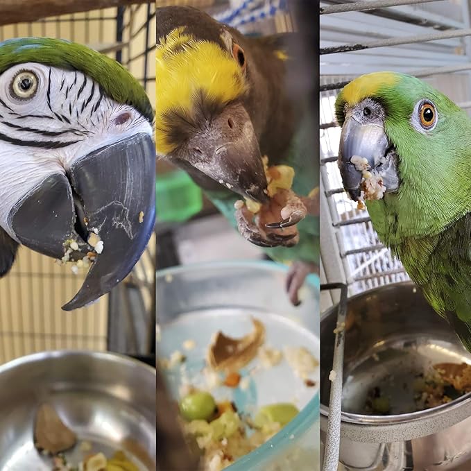 Parrot Food - Parakeet & Cockatiel Food - Cooks in 3-15 min with Natural & Organic Grains, Legumes, Non-GMO Fruits, Vegetables & Health Spices