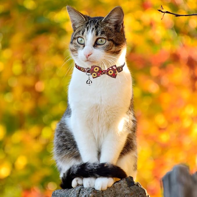 SCENEREAL Fall Cat Collar Breakaway, 3 Pack Kitten Collars with Bell, Bowtie and Safety Buckle - Adjustable Cute Holiday Thanksgiviing Cat Collars with Turkey and Pumpkin Pattern for Girl Boy