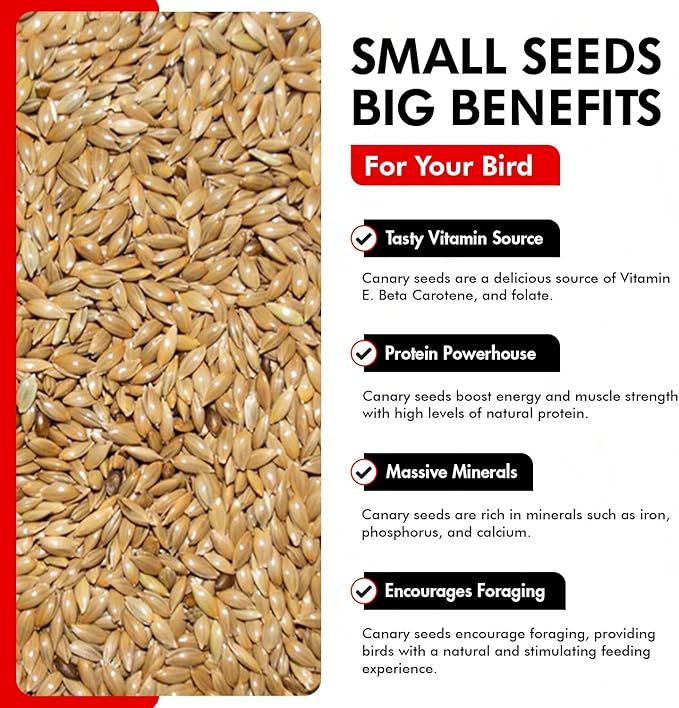 Morning Bird Canary Seed – Nutritional Rich in Vitamins and Supplements for Birds – Ideal for Healthy Feathers and Strong Bones Seed for All Birds Type 1.5 lbs