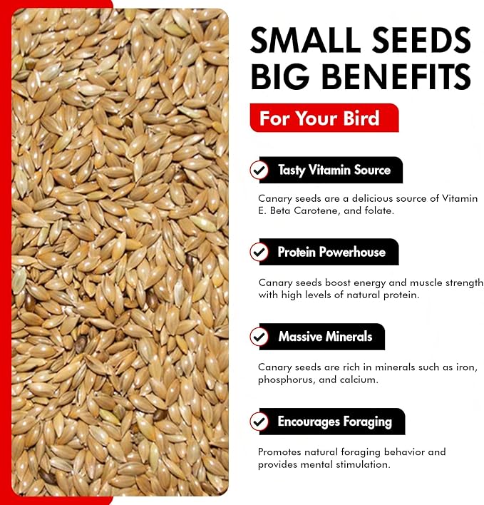 Morning Bird Canary Seed – Nutritional Rich in Vitamins and Supplements for Birds – Ideal for Healthy Feathers and Strong Bones Seed for All Birds Type 18 lbs (2-Pack, 9 lbs Each)