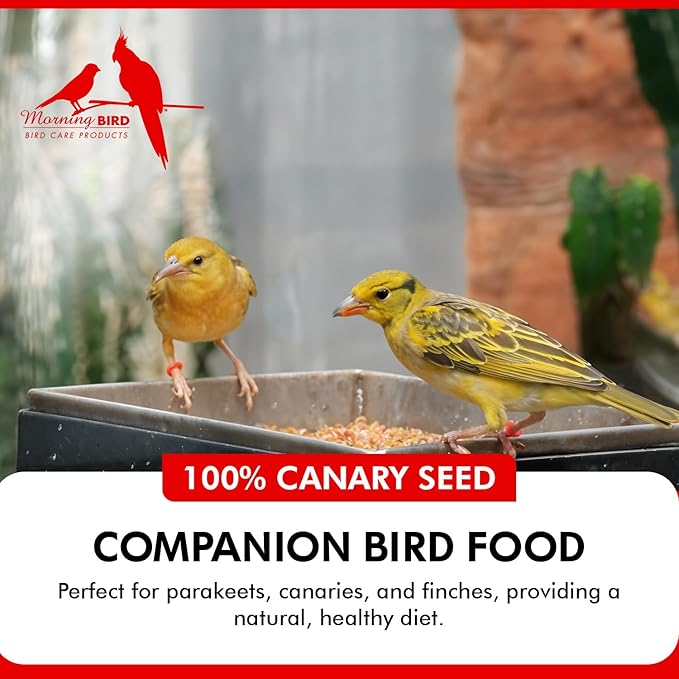 Morning Bird Canary Seed – Nutritional Rich in Vitamins and Supplements for Birds – Ideal for Healthy Feathers and Strong Bones Seed for All Birds Type 1.5 lbs