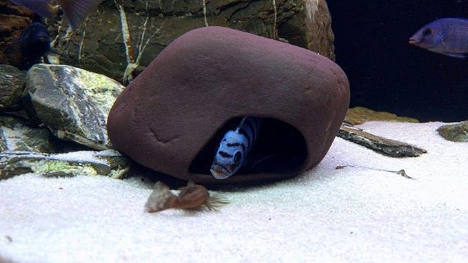 Plecoceramics Cichlid Stone Decoration - Aquarium cave for cichlids, betta, small fish - Fish Tank Hideway Decor - betta Toys Hideout Stones House (Stone Medium)