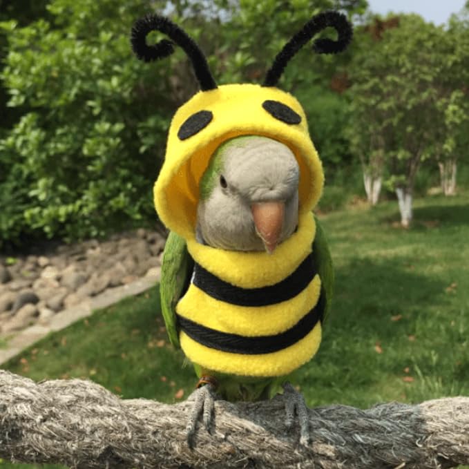 Bird Costume Diaper Flight Suit Bee Shape Clothes Cosplay Photo Prop for Parrots Lovebird Budgie Parakeet Cockatiel Sun Conure, Small Animals Apparel (Bee Without, Small), Green, BPF1
