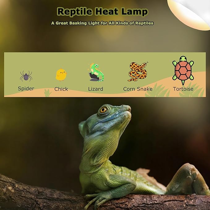75W Reptile Heat Lamp Bulbs, 2.5 Inch UVA Amphibian Basking Spot Light for Bearded Dragon, Lizard, Tortoise & Chicks – Simulated Sunlight, Daylight Bulb for Aquariums and Tanks | 2 Pack