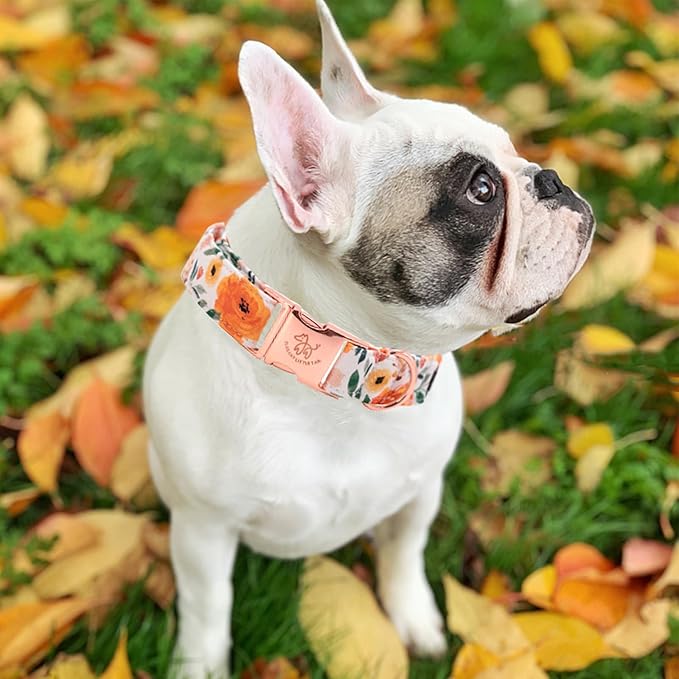 Elegant little tail Fall Dog Collar, Pet Collar Durable Orange Floral Dog Collars Male or Female Holiday Pet Gift Adjustable Dog Collar for X-Small Dogs