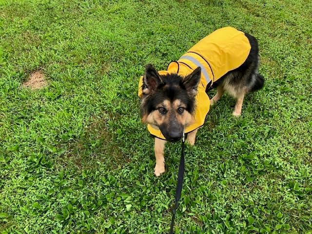 Candofly Dog Raincoat, Waterproof Reflective Pet Rain Jacket with Leash Hole, Hooded Puppy Poncho Slicker for Medium Dogs (Medium, Yellow)