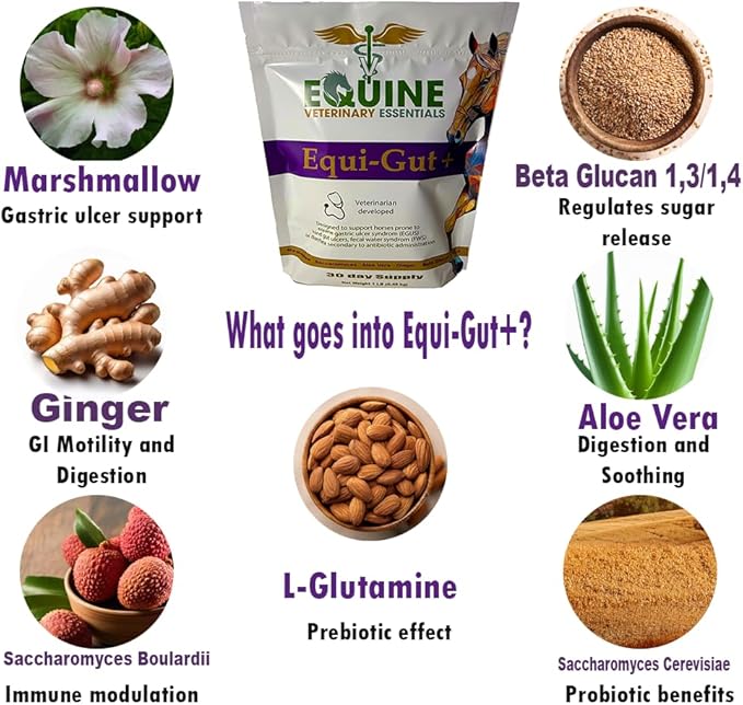 Equi-Gut+ Equine Gut Health Supplement – Probiotic & Prebiotic Digestive Support for Horses – Improves Nutrient Absorption & Reduces Digestive Discomfort – 1 lb Powder Formula