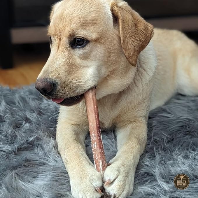 Bully Bunches Premium 12 Inch Jumbo Odor-Free Bully Sticks for Medium & Large Dogs - Long Lasting Chews for Oral Care - All Natural & Single Ingredient, 100% Beef Dog Treat, Rawhide Free (10 Pk)