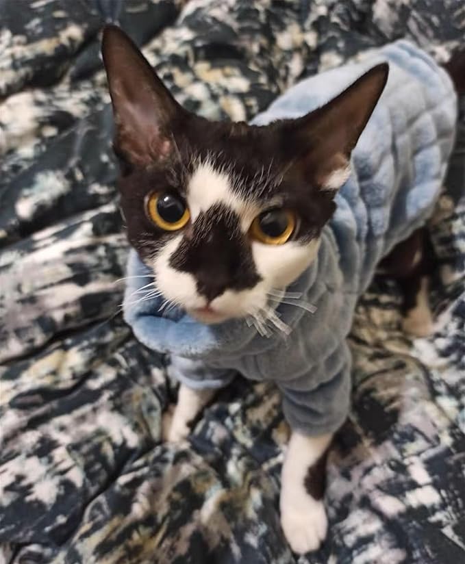 Turtleneck Sweater for Sphynx Cat Soft Coral Fleece Cat Clothes Thick Winter Warm Outfit Coat for Hairless Cats and Small Dogs Apparel with Sleeves (Blue, L (7-8.5 lbs))
