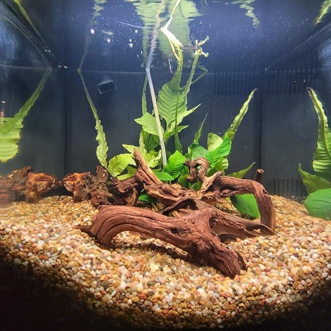 2 Pcs Natural Large Driftwood for Aquarium, Aquarium Driftwood Freshwater 12-16 Inch, Assorted Size Mopani Wood, Twisted Branches for Fishtank Accessories, Reptile Terrariums Decorations