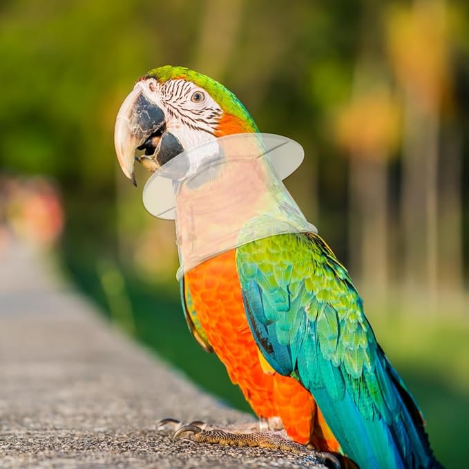 POPETPOP Bird Collar Pet Parrot -bite Collar, Grab Feather Lick Wound Healing Safety Practical Neck Cover for Macaw African Parakeet Cockatiel