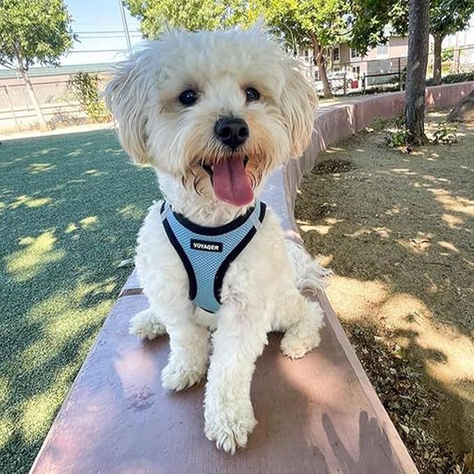 Best Pet Supplies - All Weather Mesh, Reflective, No Pull Harness for Small, Medium Dogs, Cats - Secure with Hook & Loop Fastener, Buckle, Double D-Rings - Baby Blue/Black Trim, XXS