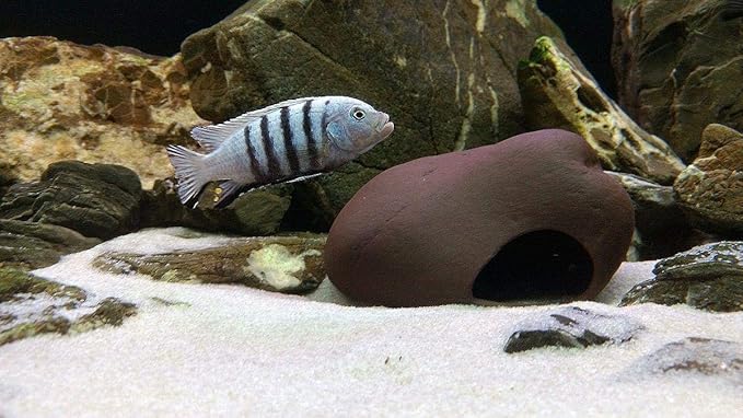 Plecoceramics Cichlid Stone Decoration - Aquarium cave for Cichlids, Betta, Small Fish - Fish Tank Hideway Decor - Betta Toys Hideout Stones House (Stone Small)